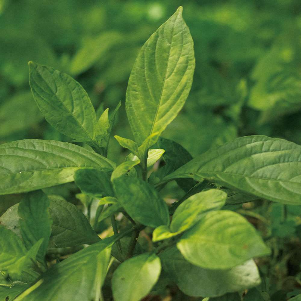 沖縄に自生するキツネノマゴ科の多年草・琉球藍草を使い、昔ながらの手染めの技法で仕上げている琉球藍染。伝統の製法をつらぬき、高い品質を保っている。