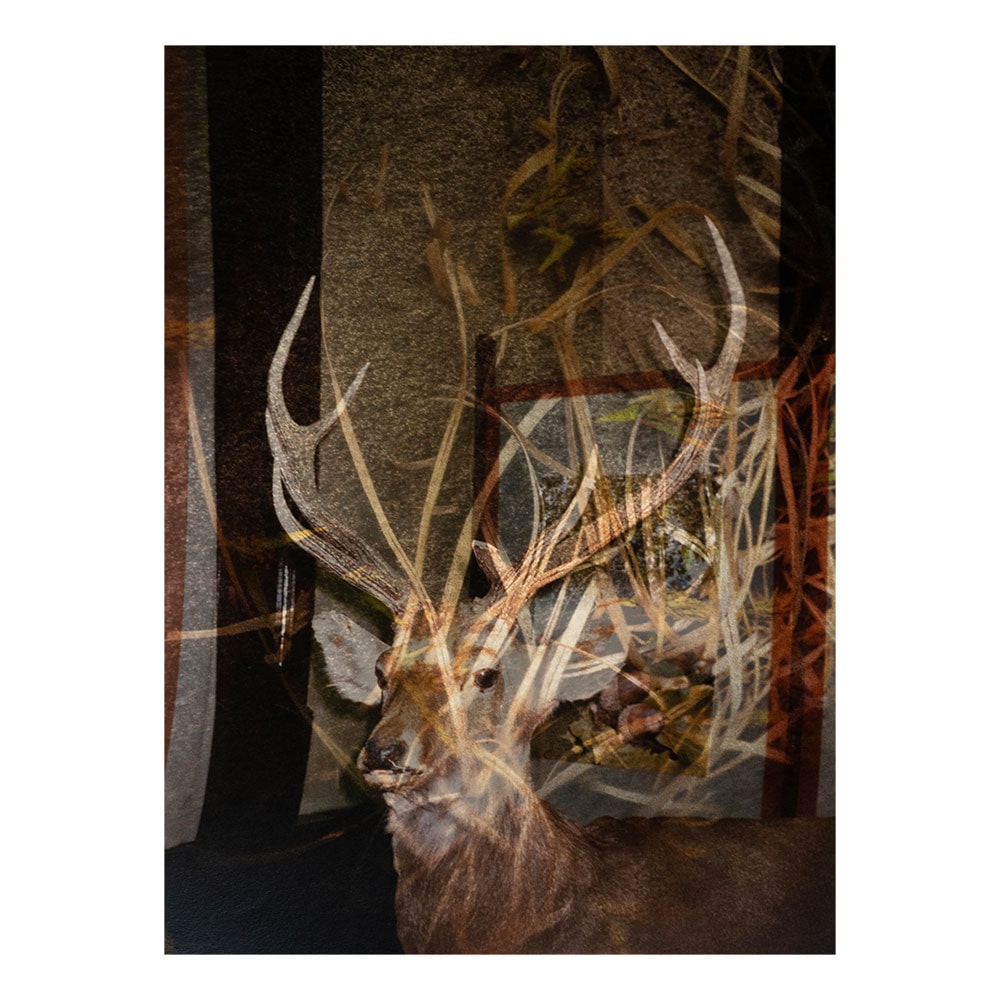 prologue #1 from the series "あの庭の花"